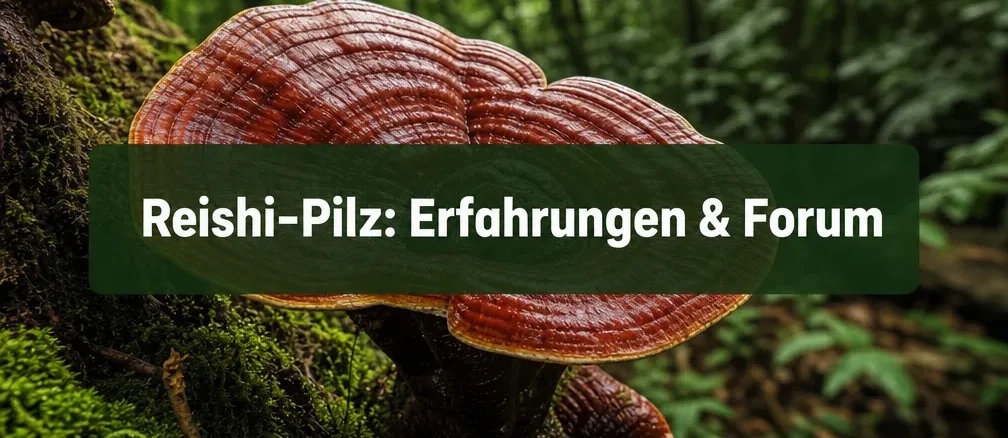 Reishi-Pilz-Erfahrungen-Forum Reishi-Pilz: Erfahrungen & Forum
